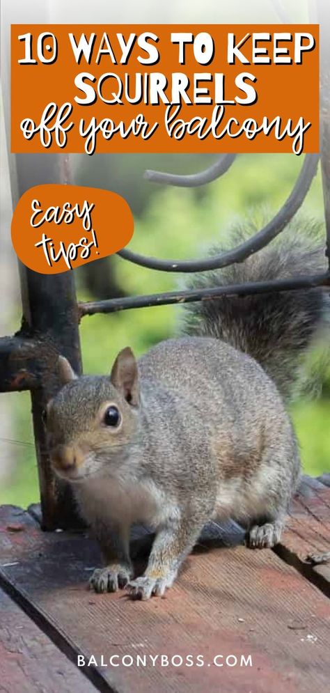 Save these 10 ways to keep squirrels off your balcony to save your sanity! Squirrels might be super cute, but they are wild and unpredictable rodents that you’ll probably want to keep away from your balcony. Like most pests, squirrels can leave behind droppings and urine, and they can chew on wires and outdoor furniture items. They can also harbor diseases and parasites that can be spread to humans or pets. These tips will keep your space free of them! Keep Squirrels Out Of Bird Feeders, Balcony Hacks, Squirrel Proof Garden, Squirrel Repellant, Get Rid Of Squirrels, Repellent Diy, Squirrel Food, Squirrel Baffle, Porch Posts