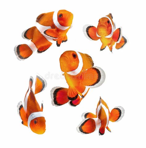 White Background Photography, Fish Background, Underwater Art, Fish Drawings, Exotic Fish, Stock Art, Clown Fish, Fish Painting, Fish Art