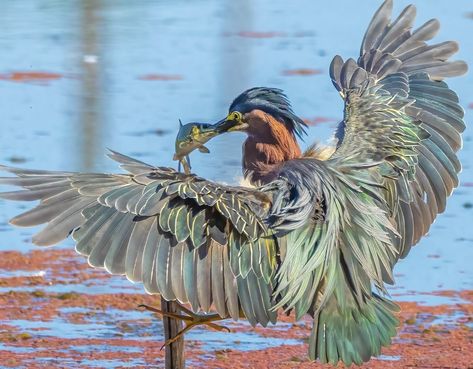 Green heron with fish, Beaverton, Oregon.  Photo:  JoAnn Radicchi. Heron Photo, Beaverton Oregon, Green Heron, Weird Fish, Herons, Creature Drawings, Creature Feature, Bird Photography, Creature Design