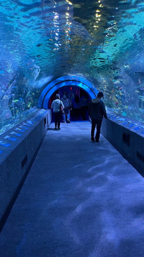 Sea Life Sydney Aquarium, Sydney Aquarium, Sea Aquarium, Dream Dates, Dark Blue Wallpaper, Water Aesthetic, Beach At Night, Dream Date, Losing Faith In Humanity