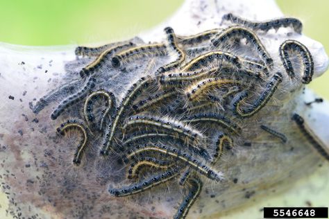 Eastern Tent Caterpillars and Forest Tent Caterpillars on Trees | University of Maryland Extension Eastern Tent Caterpillar, Forest Tent, Brown Moth, Tent Caterpillars, Flowering Crabapple, Natural Insecticide, Winter Survival, Overwintering, University Of Maryland