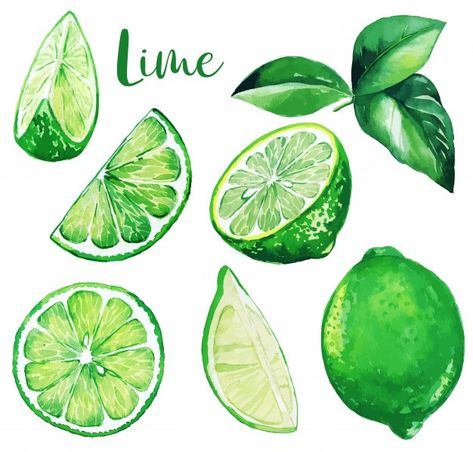 Lime Drawings Fruit, Lime Sketch, Limes Drawing, Lime Paintings, Lime Drawings, Watercolor Fruit Paintings, Fruit Drawing Ideas, Green Drawing Ideas, Watercolor Food Art