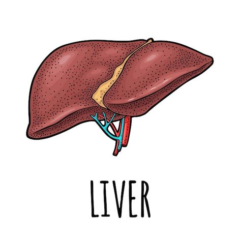 Liver Aesthetic, Liver Diagram, Liver Drawing, Liver Illustration, Human Liver Anatomy, Liver Organ, Liver Anatomy, Diagram Drawing, Teacher Funnies