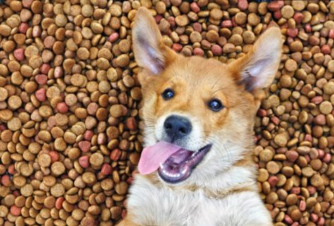 9 Best Dry Dog Foods Best Dry Dog Food, Diy Dog Bed, Dog Food Brands, Animal Protein, Dog Info, Large Dog Breeds, Croquettes, Dry Dog Food, Senior Dog