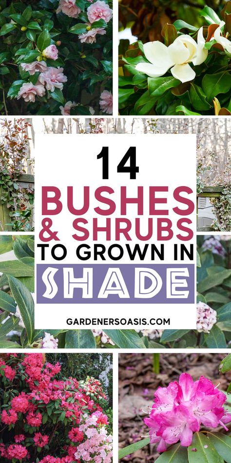 Evergreen Shrubs For Shade, All Year Round Plants, Evergreen Bushes, Flowering Shrubs For Shade, Evergreen Landscaping, Shrubs For Shade, Foundation Plants, Evergreens For Shade, Best Plants For Shade