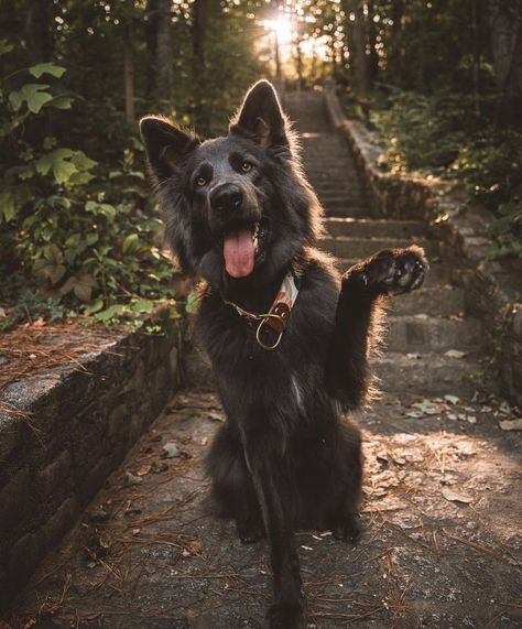 Blue German Shepherd Puppies, Blue German Shepherd, German Shepherd Photography, Black German Shepherd Puppies, Dog Foto, Rare Dog Breeds, Black German Shepherd, Cheetahs, Cute Wild Animals