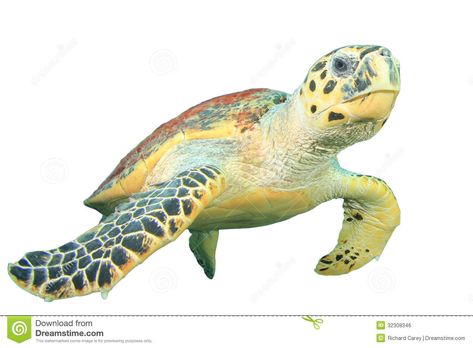 Hawksbill Sea Turtle, Image Of Fish, Ocean Iphone, Beach Icon, Scrapbook Printing, Flower Icons, Summer Icon, The Aesthetics, Better Things