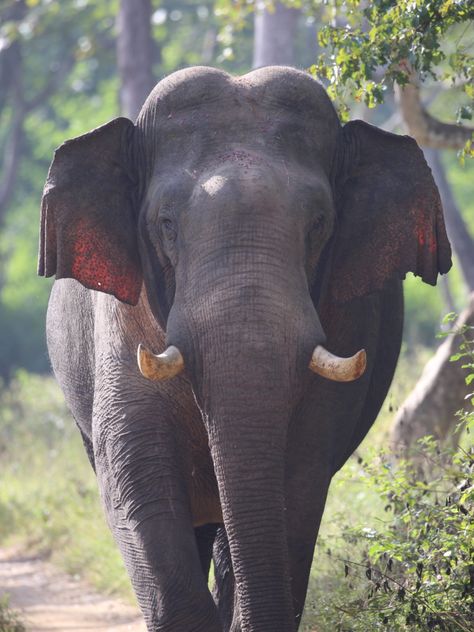 gigantic photo of an Indian Tusker Elephant . Photos Of Elephants, Tusker Elephant, Imperial Logo, Indian Wildlife, Elephants Photos, Supreme Wallpaper, Dead Space, Background Vintage, My Father