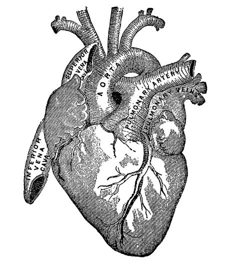 Vintage Graphic Image - Anatomy Heart - The Graphics Fairy Anatomical Heart Drawing, Heart Diagram, The Human Heart, Heart Anatomy, Heart Art Print, Black And White Heart, Heart Illustration, Graphics Fairy, Heart Drawing