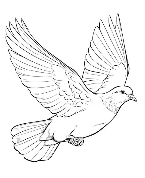 Pigeon Outline Drawing, Turtle Dove Drawing, Flying Dove Drawing, Birds Flying Drawing, Flying Birds Drawing, White Bird Drawing, Bird Flying Drawing, Bird Drawings Easy, Dove Sketch