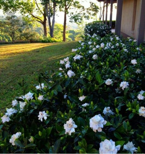 Gardenia hedge Monochromatic Garden, Maine Gardens, Gardenia Shrub, Gardenia Bush, Tree Landscaping, Gardenia Plant, Stunning Flowers, Shade Flowers, Garden Shrubs