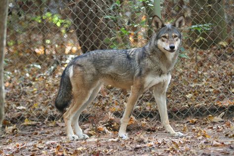 The Red Wolf (Canis rufus) – The Wolf Intelligencer Wolf Facts, Arabian Oryx, Wolf Conservation Center, Red Wolves, Endangered Plants, Conservation Biology, Endangered Wildlife, Wolf Stuff, Survival Instinct