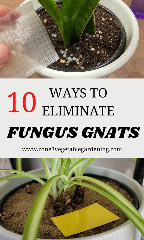 How To Get Rid Of Soil Gnats, Soil Gnats House Plants, Get Rid Of Plant Gnats, How To Keep Gnats Out Of House Plants, Knats Killer Diy For Plants, Fungus Gnats Get Rid Of, Fungas Gnats, Plant Gnats, Gnat Spray