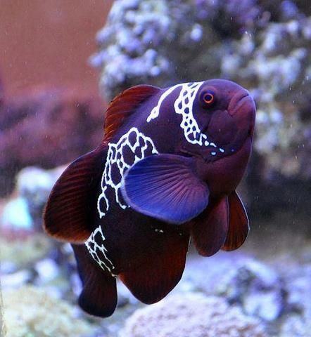 Brilliant Blue & Purple Fish~ Striped Animals, Animal Psychology, Pretty Fish, Fauna Marina, Under The Water, Salt Water Fish, Cool Fish, Beautiful Sea Creatures, Water Animals