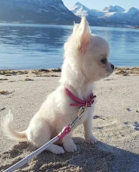 Meet 14 of the Cutest Chihuahuas in the World - PetPress Chihuahua Dogs, Psy Chihuahua, Teacup Chihuahua Puppies, Baby Chihuahua, Cute Chihuahua, Chihuahua Lover, Chihuahua Puppies, Baby Animals Funny, Cute Dogs And Puppies