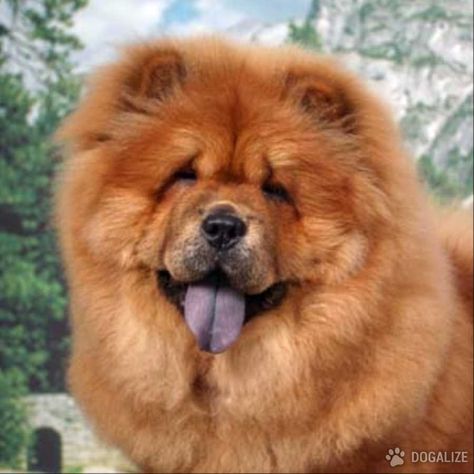 Perros Chow-Chow: porque' tienen la lengua azul? Chow Chow Dog Puppy, Perros Chow Chow, Chow Dog Breed, Chow Chow Puppy, Chow Chow Dogs, Lion Dog, Dog Wallpaper, Family Dogs, Chow Chow