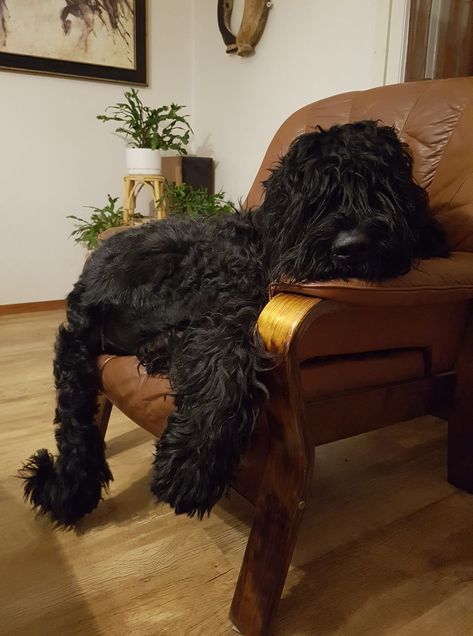 Black Russian Terrier Puppy, Black Bernedoodle, Giant Schnoodle, Large Black Dog, Labradoodle Black, Black Goldendoodle, Schnoodle Dog, Russian Terrier, Black Labradoodle