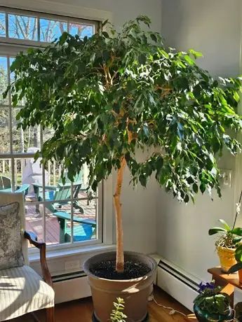 36 Year Old Ficus Tree Weeping Fig Tree Indoor, Ficus Tree Care, Indoor Fig Trees, Ficus Tree Indoor, Weeping Fig Tree, Indoor Tree Plants, Growing Fig Trees, Weeping Fig, Ficus Benjamina