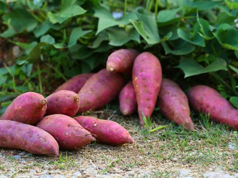 Vertical Sweet Potato Garden – Planting A Trellised Sweet Potato Vine Grow Sweet Potatoes, Sweet Potato Slips, Sweet Potato Plant, Potato Gardening, Malabar Spinach, Growing Sweet Potatoes, Cucumber Trellis, Sweet Potato Vine, Potato Vines