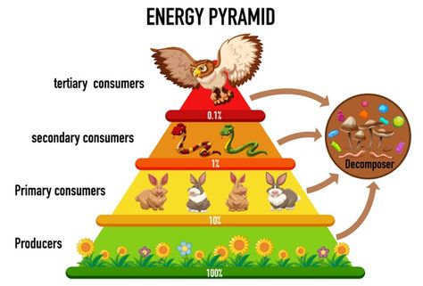 Free Vector | Science simplified ecological pyramid Food Chain Diagram, Pyramid Illustration, Ecological Pyramid, Infographic Education, Energy Pyramid, About Science, Science Projects For Kids, Science Projects, Facebook Sign Up