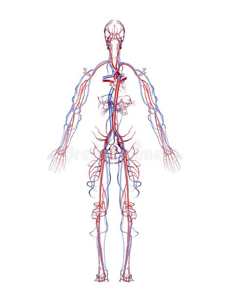 Cardiac Sonography, Diy Natural Detergent, Leg Veins, Arteries And Veins, Health Questions, Sciatic Nerve Pain, Human Anatomy Art, Logotype Design, Body Anatomy