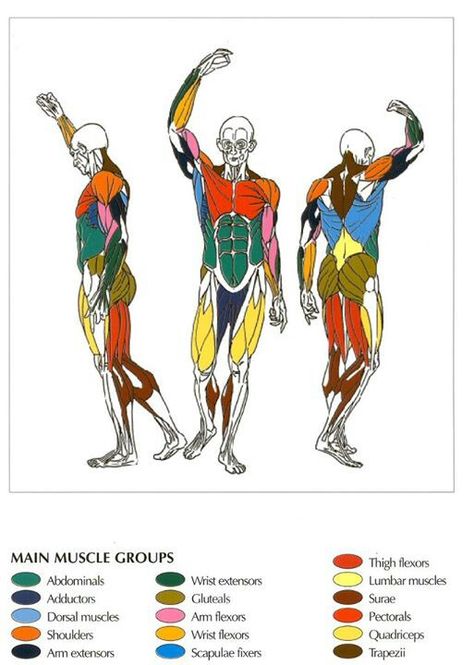 Main Muscle Group's Human Muscle Anatomy, Anatomy Tutorial, Muscular System, Human Anatomy Drawing, Muscle Anatomy, Human Anatomy Art, Anatomy Sketches, Medical Anatomy, Anatomy For Artists