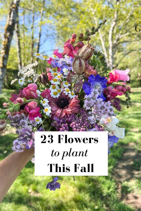 Fall planted hardy flowers tend to grow taller, stronger, and healthier than flowers planted in the Spring. If you want to grow armloads of flowers next year, you’ve got to get a jump start on the season now!   23 Flowers Perfect for Fall, Winter, or Early Spring Planting, Seed Starting Instructions, Planting Time Guide, Hardy Flowers Cheat Sheet  Cut Flower Garden How To Start Flower Garden, Cottage Cut Flower Garden, Cool Season Flowers, Flower Seeds To Plant In Fall, Cut Flower Garden Bouquet, Bulbs To Plant In Spring, Cut Garden Flowers, Cut Flower Garden Layout, Fall Planting Guide