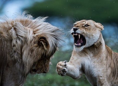 African Animals on Instagram: “Trouble in Paradise 😬 Don't make the queen angry 😅 Beautiful shot from 📸 @majedphotos ✥ ✥ 🦁 Follow: @Africanimals 🐘 Hashtag: #africanimals” Angry Lioness, Lion Angry, Wild Savannah, Female Lion, Lion And Lioness, Wildlife Animals, African Animals, Animal House, Nature Images