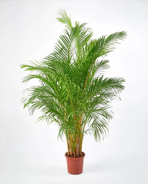 Areca Golden Cane Palm, Dypsis Lutescens – Plant Drop Large Family Bathroom, Dypsis Lutescens, Balcony Shade, Indoor Trees, Areca Palm, Plastic Nursery Pots, Potted Houseplants, Outdoor Climbing, Liquid Fertilizer