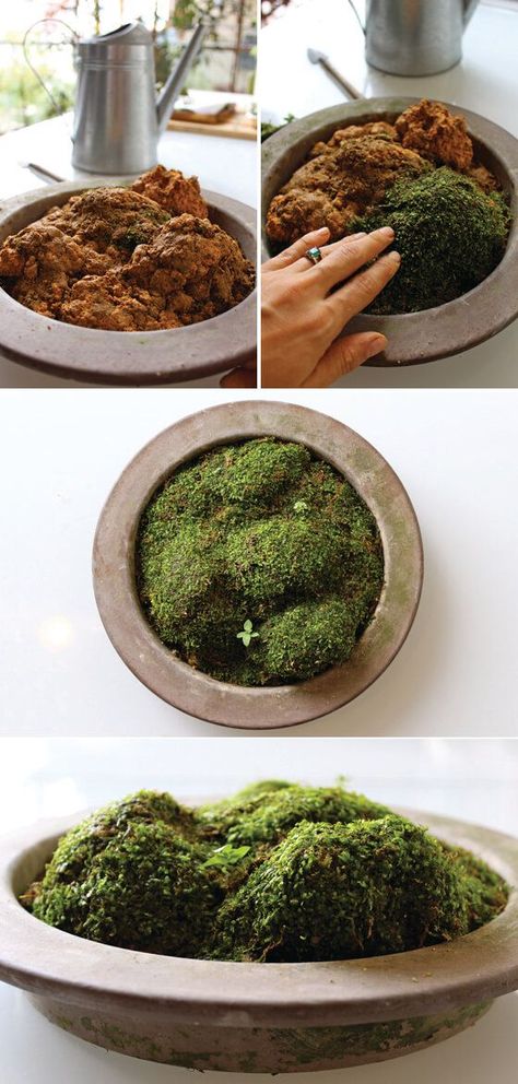 Moss Growing, Tanaman Air, Growing Moss, Moss Covered, Moss Terrarium, Moss Garden, Indoor Gardens, Garden Terrarium, Have Inspiration