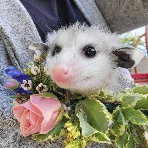 Cute Possum, So Cute, Flowers