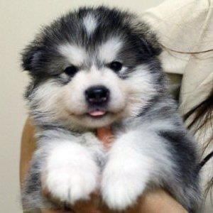 Alaskan Puppy, Alaskan Malamute Puppy, Alaska Dog, Malamute Puppy, Alaskan Malamute Puppies, Malamute Husky, Malamute Puppies, Puppies And Kitties, The Tongue