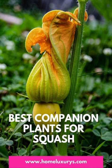 Spaghetti Squash Plant, Squash Companion Plants, Blue Hubbard Squash, Zucchini And Summer Squash, Squash Flowers, Best Companion Plants, Ti Plant, Zucchini Plants, Squash Zucchini