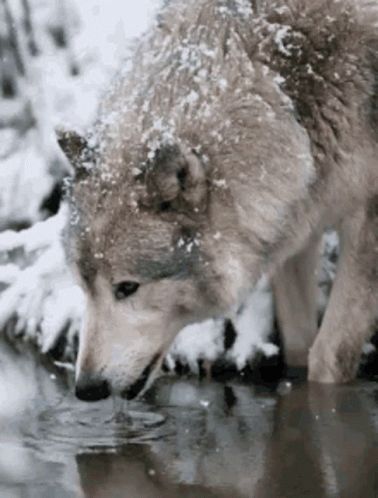 Wolf Gif, Wolf World, Winter Wolves, Wolf Photos, Wolf Love, Wild Wolf, Wolf Pictures, Beautiful Wolves, Wolf Spirit