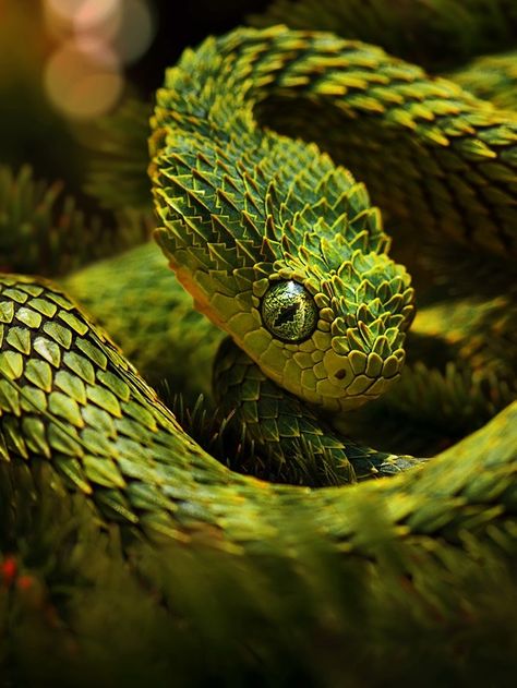 Kari LikeLikes: Atheris hispida aka Bush Viper #nature Reptiles And Amphibians, African Bush Viper, Viper Snake, Poisonous Snakes, Snake Wallpaper, Pit Viper, Beautiful Snakes, Reptile Snakes, Green Snake