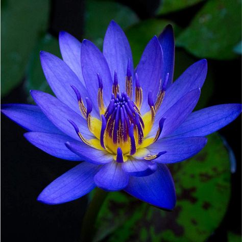 AmazonSmile : Planterest - Nymphaea King Blue Hardy Water Lily Rhizome Live Aquarium Plant BUY2GET1FREE … : Garden & Outdoor Blue Water Lily, Lily Images, Glory Of The Snow, Hairstyle Color, Blue Lotus Flower, Live Aquarium Plants, Aesthetic Gym, Shayari Urdu, Live Aquarium