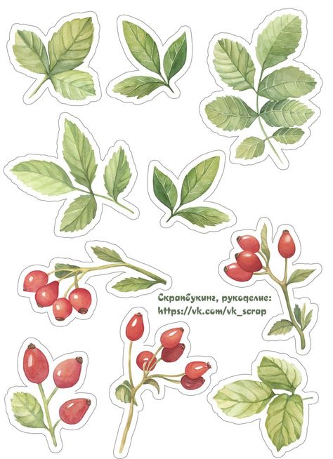 Leaves Stickers, Scrapbook Flowers, Scrapbook Stickers Printable, Card Toppers, Floral Stickers, Printable Planner Stickers, Kawaii Stickers, Moscow Russia, Scrapbook Journal