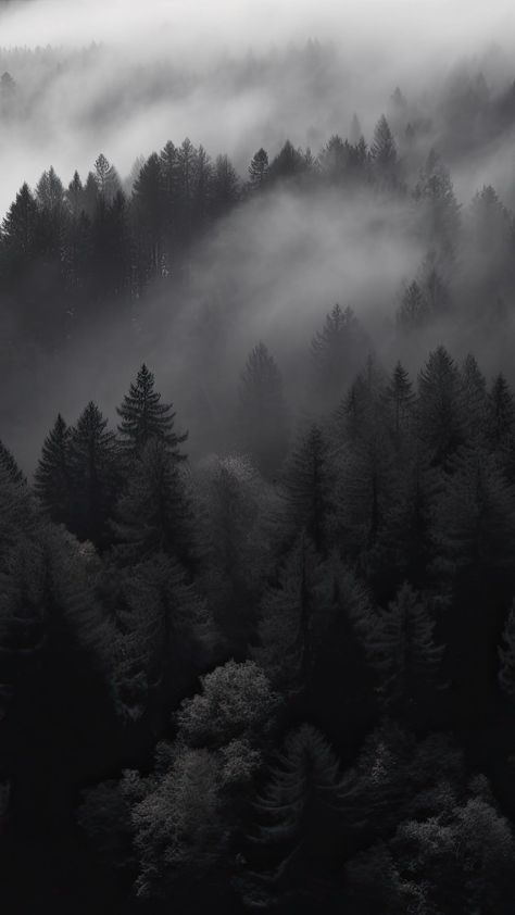 Plain Color Aesthetic Wallpaper, Black Aesthetic Forest View Wallpaper, Pine Tree Iphone Wallpaper, Dark Winter Aesthetic Wallpaper, Black Forest Wallpaper, Night Forest Wallpaper, Dark Nature Wallpaper, Bored Wallpaper, Dark Forest Aesthetic