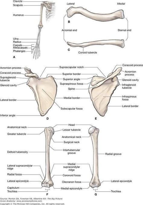 Humerus Bone Anatomy, Upper Limb Bones, Limb Anatomy, Upper Limb Anatomy, Shoulder Anatomy, Anatomy Education, Human Skeletal System, Human Skeleton Anatomy, Anatomy Bones