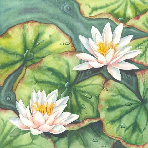 Water Lilies (watercolour on paper) by Lynne Henderson #lynnehendersonarts #waterdrops #pond #waterlilies #lilypads #flowerpainting #watercolour Lilypad Painting Acrylic, Watercolour Water Lily, Water Lily Drawing Step By Step, Lilypad Drawing Easy, Lilypads Art, Lilypad Watercolor, Lilypad Drawing, Lilypad Painting, Lilypad Tattoo