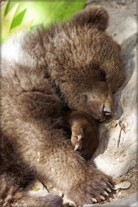 Alaska Animals, Photo Ours, Baby Bears, Brown Bears, Domestic Animals, Bear Bear, Bear Cub, Bear Pictures, Cutest Animals