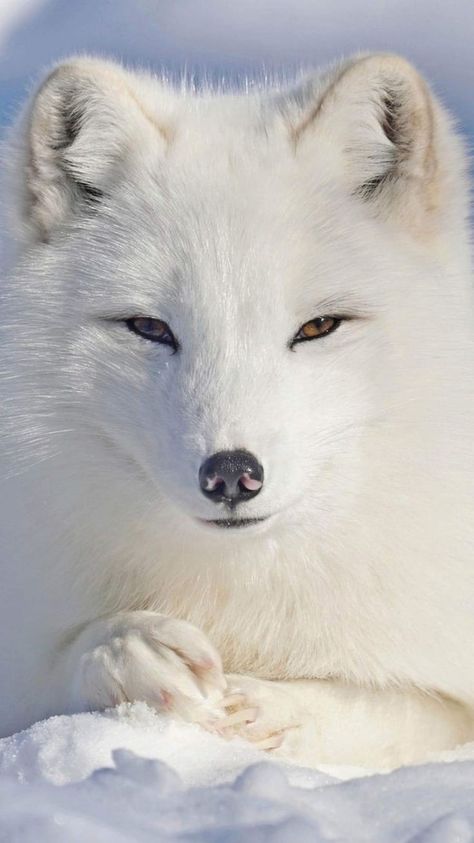 Arctic Fox Art, Fox Pictures, Arctic Animals, Arctic Fox, Pretty Animals, Fox Art, Cute Fox, Animal Gifs, Funny Animal Videos