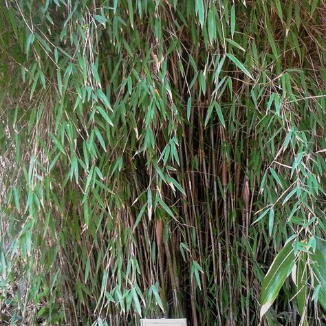 You searched for FARGESIA - Bamboo Sourcery Nursery & Gardens Fargesia Bamboo, Bluish Gray, Red Dragon, Garden And Yard, Orange Yellow, Dark Red, Light Green, Nursery, Yard