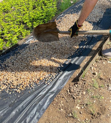 Everything you need to know about Pea Gravel: Gardens and Beyond!– Chrissie Home and Design Pea Gravel Calculator, Garden Ideas Gravel, Pea Shingle Patio, Pea Gravel Edging, Gravel Pathways In Garden, Pea Shingle Garden Ideas, Pea Gravel Side Yard, Pea Gravel Raised Bed Garden, Pea Gravel Walkway Pathways