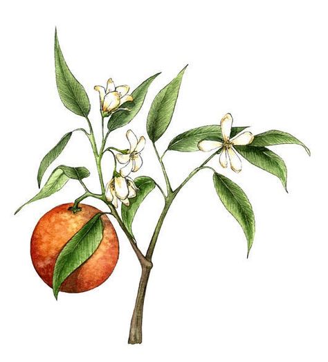 Orange Blossom Drawing, Blossom Drawing, Orange Branch, Food Tattoos, Orange Blossoms, Blossom Tattoo, Sweet Smell, Orange Tree, Coffee Packaging