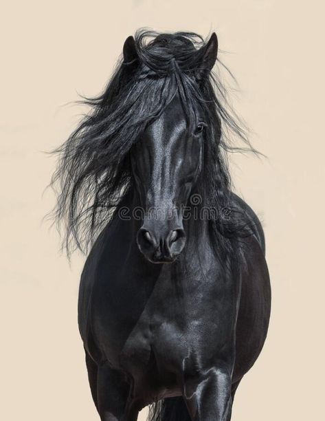 Black Andalusian, Horse Spirit Animal, Horse Tattoo Design, Horse Poster, Stallion Horses, Wild Animals Photos, Large Framed Wall Art, Horse Posters, Types Of Horses