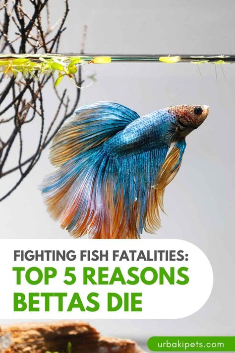 Fighting Fish Fatalities: Top 5 Reasons Bettas Die – Urbaki Pets Rainbow Beta Fish, Betta Fish With Other Fish, Peace Lily And Beta Fish, Beta Fish In Vase, Betta Fish With Plant, Fish Compatible With Betta, Betta Fish Tank Decor Ideas, Beta Fish With Plants, Fluval Betta Tank