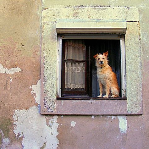 Adorable Dog  :) Looking Out The Window, Knot Ring, Open Window, Canine Companions, Dog Photography, 귀여운 동물, Mans Best Friend, Animals Friends, The Window