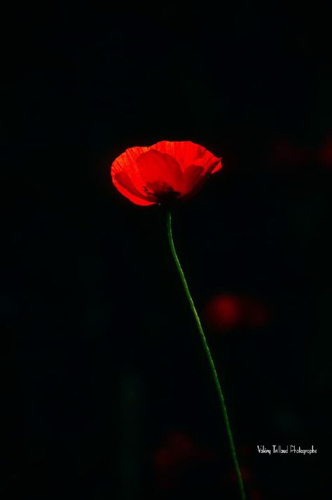 Photographie couleur d'un coquelicot sur fond noir #redpoppy #poppy #coquelicot Living Sculpture, Books Aesthetic, Album Photo, Red Poppies, Book Aesthetic, Line Drawing, Beautiful Photo, Provence, Photo Album