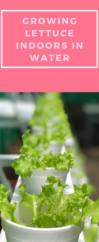 Growing Lettuce In Water, How To Grow Lettuce Indoors, Romaine Lettuce Growing, Lettuce Growing, Growing Lettuce Indoors, Buttercrunch Lettuce, Hydroponic Lettuce, Planting Lettuce, Red Leaf Lettuce